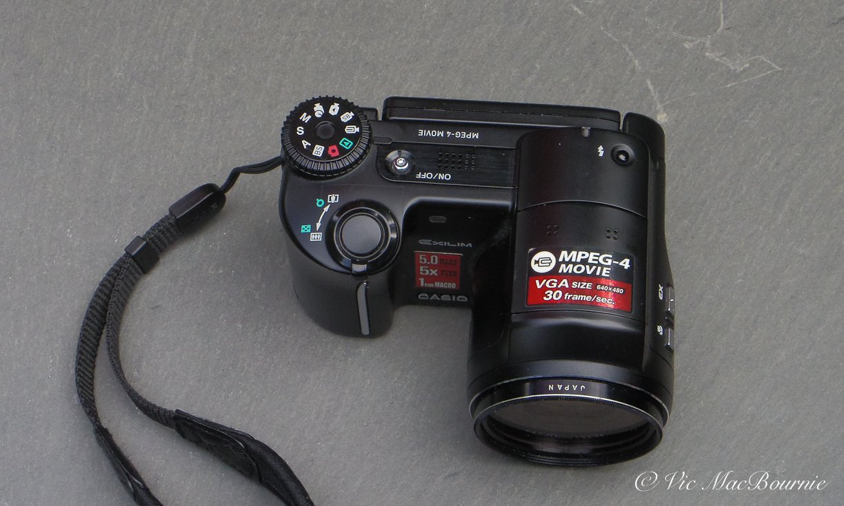 Casio camera still rockin' in the garden — FERNS & FEATHERS Casio camera still rockin' in the garden — FERNS & FEATHERS